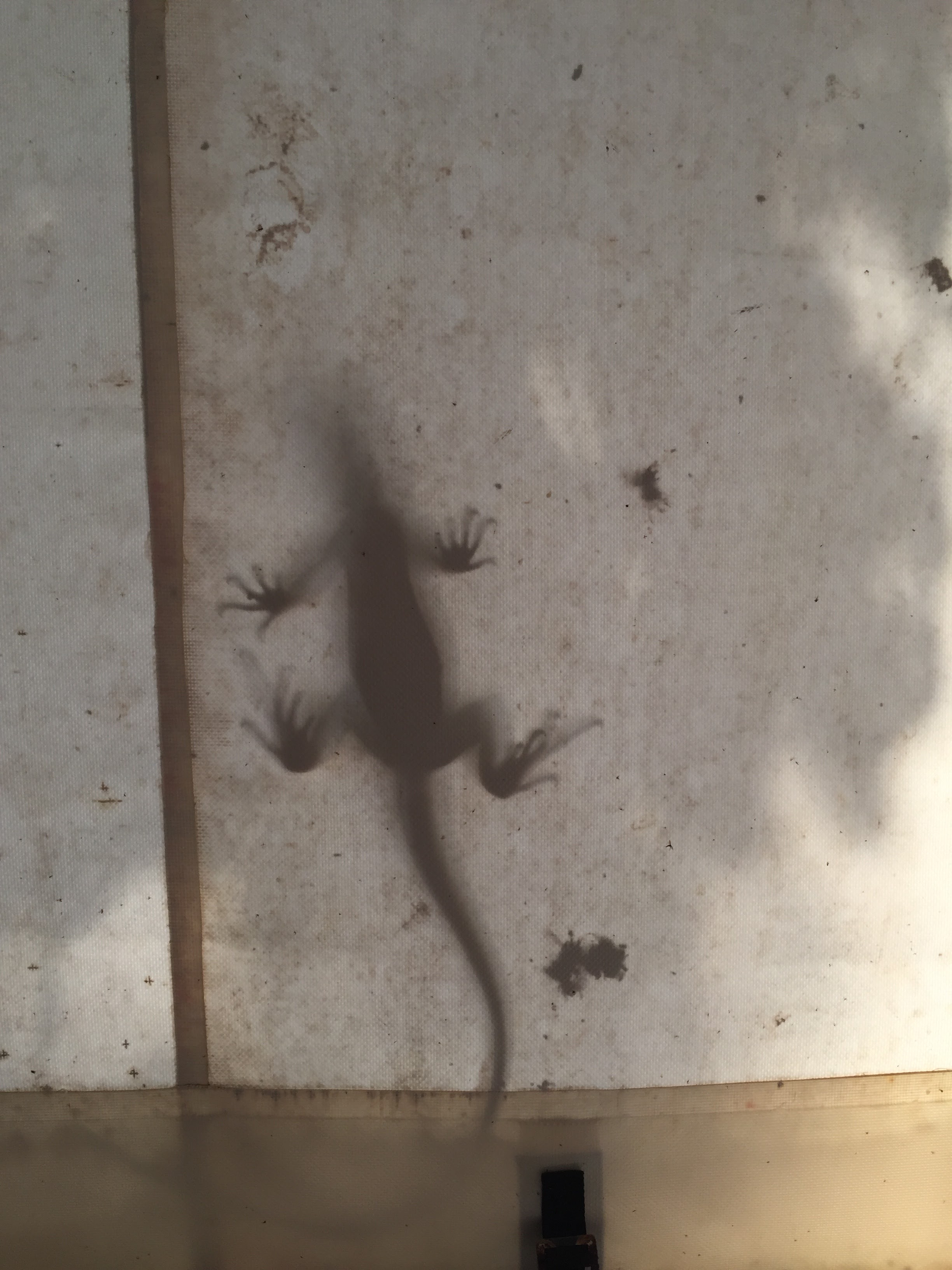 smaller iguana silhouette